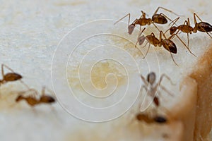 Anoplolepis gracilipes, yellow crazy ants, on Sliced â€‹â€‹bread,