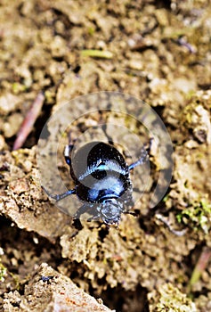 Anoplotrupes stercorosus - dor beetle