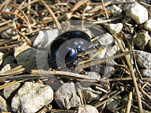 Anoplotrupes stercorosus, the dor beetle