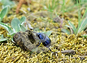 Anoplotrupes stercorosus moving feces