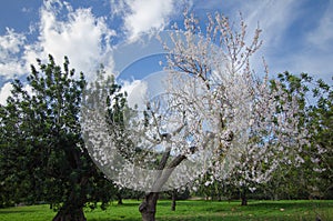 Another almond forest in Mallorca