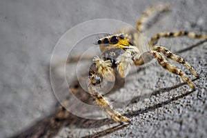 Another close up little spider with big eyes