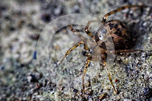 Another close up little spider in the ground