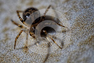 Another close up little spider in the ground