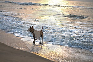 Another dog at the beach