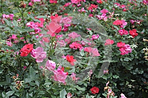 Another Field Of Roses, Summer Flowers with depth Of Field Perspective