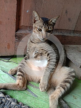 Another gray cat sitting in front of the kitchen door