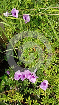 Another little purple trompet flowers from another perspective,  so cute from every angles