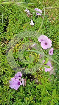 Another little purple trompet flowers from another perspective,  so cute from every angles photo