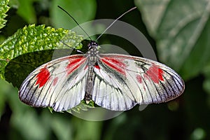 Another longwing butterfly Heliconius erato