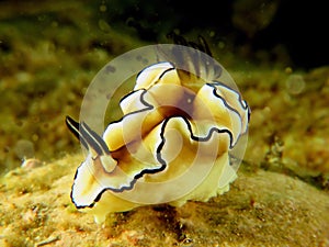 Another Pose Nudi Black and white