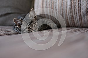 Another shot of European Shorthair kitten laying at sofa, shot at home in Kyiv, Ukraine