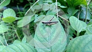 Another species of grasshopper in my backyard