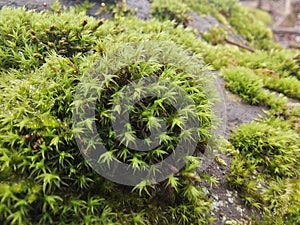 Another tipe of green