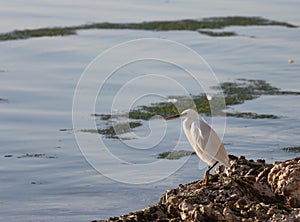 Another Unknown Bird on Khubar Beach photo