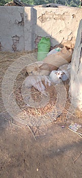 Another view of dog in village's life.