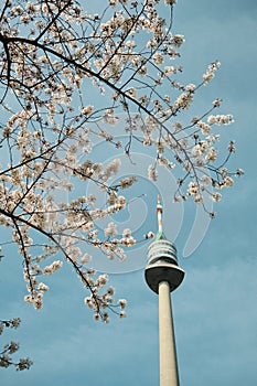 Donauturm Vienna with blooming cherry trees and blue sky