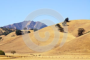 Another view of Mt Diablo, Walnut Creek, CA