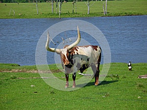 Another Watusi Bull photo