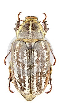 Anoxia orientalis