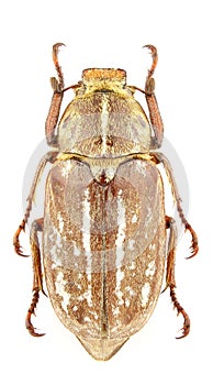Anoxia orientalis