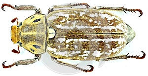 Anoxia orientalis - Coleoptera/Scarabaeidae