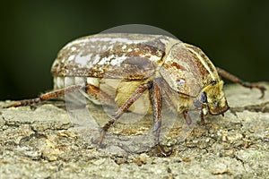 Anoxia orientalis / oriental maybug