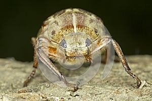 Anoxia orientalis / oriental maybug