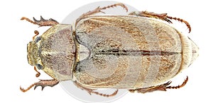 Anoxia pasiphae