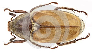 Anoxia scutellaris