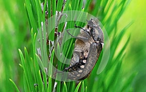 Anoxia scutellaris, female grasping on a pine photo