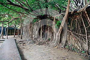 Anping Tree House in Tainan, Taiwan