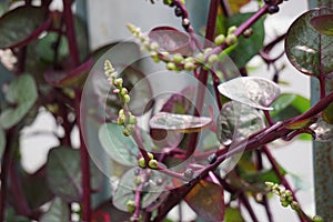 Anredera cordifolia Also called Madeira vine, mignonette vine with a natural background