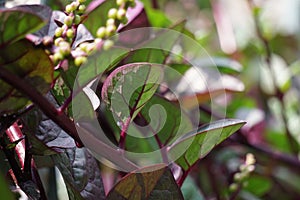 Anredera cordifolia Also called Madeira vine, mignonette vine with a natural background