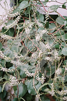 Anredera cordifolia, also known as the Madeira vine or mignonette vine