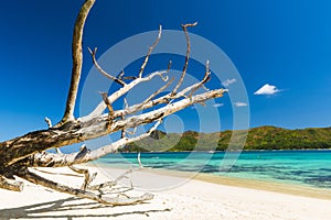 Anse Boudin beach in the Seychelles and dry branches