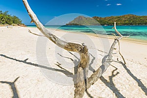 Anse Boudin beach in the Seychelles and dry branches