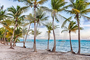 Anse Chamapgne beach in Guadeloupe