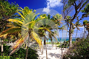 Anse Michel Beach near Cap Chevalier - Sainte Anne - Martinique photo