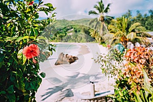 Anse Takamaka beach, Seychelles. Tropical red hibiscus flower against sandy beach and coconut palms in background