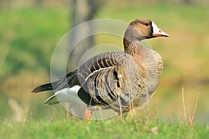 Anser albifrons - The greater white-fronted goose
