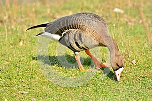 Anser albifrons - The greater white-fronted goose