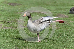 Anser anser, greylag goose photo