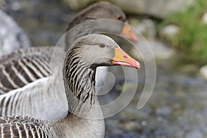 Anser anser, greylag goose photo