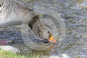 Anser anser, greylag goose