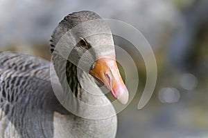 Anser anser, greylag goose