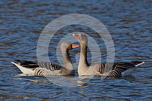 Anser anser, Greylag goose wild water bird