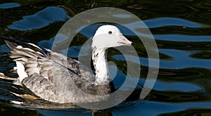 Anser caerulescens, Snow Goose