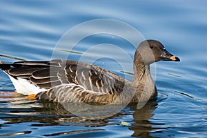 Anser fabalis, Bean Goose