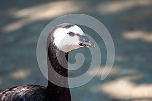 Anserinae`s head with his beak full of food standing in the sand, looking at the pond at the zoological park